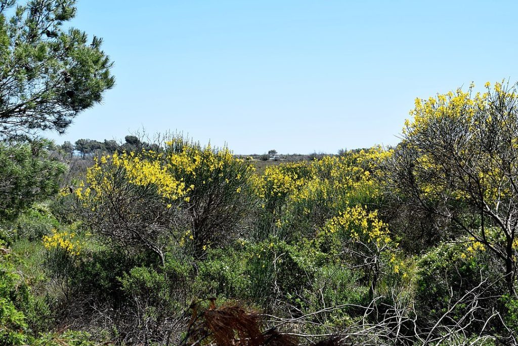 Garrigue dans le Parc naturel régional de la Narbonnaise en Méditerranée - Camping proche de Narbonne Le Pinada