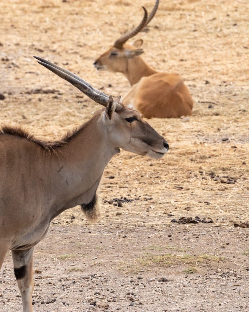 Impalas dans leur enclos dans la réserve de Sigean