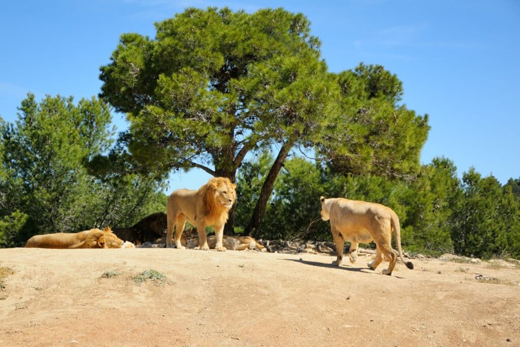 Camping près de Sigean